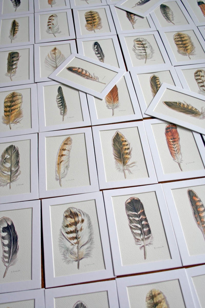 Peregrine Falcon, Bald Eagle and Barn Owl Feather studies - Archival Quality Prints
