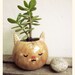 Brown cat pot