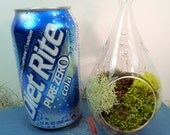 Small Hanging Glass Terrarium, Moss, Great for HOME or OFFICE. Unusual Gift.  Terrariums by mossterrariums on Etsy.