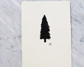 Black Pine, Small original watercolor painting by Rachael Speirs