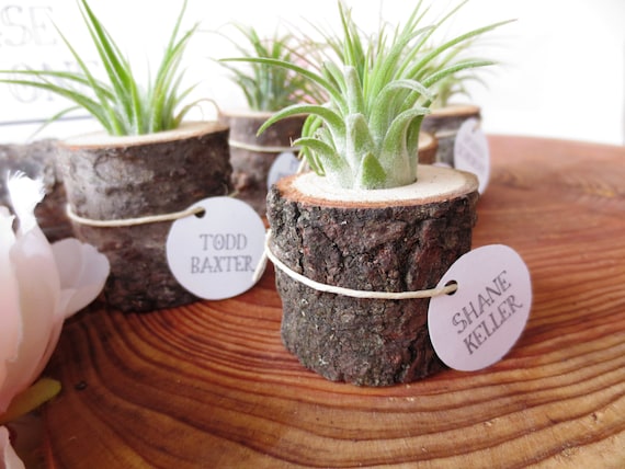 Buy plants wedding gifts - Air plant Place Cards/Wedding Favors - 60