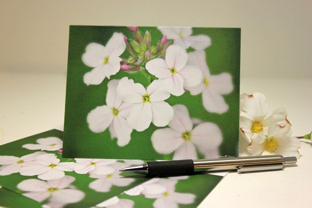 Dear Mother - photo note cards, spring phlox, floral, nature photography, cream and green, fresh finds, blank notes, set of 4