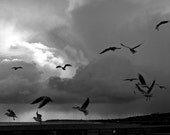 The Birds 6x6 Hitchcock mood black and white photographic print