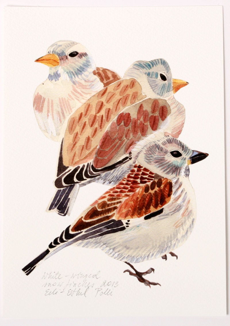 bird archival giclee print illustration birds drawing brown art white winged snow finches