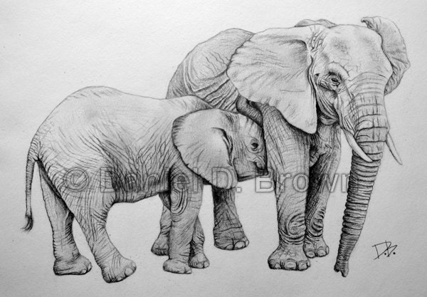 Elephants, Daniel D. Brown, 2013, Pencil