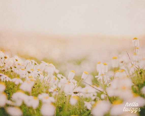 BOGO SALE - Flower Photography, Nature Photography, Chamomile, Daisies, Girls Room Decor, Dreamy Whimsical - Springtime