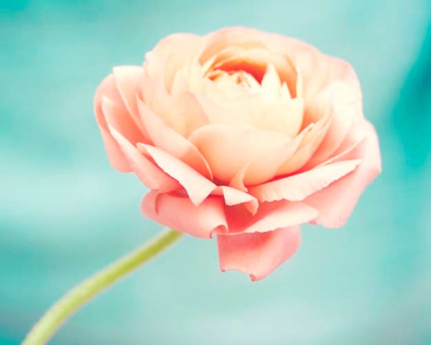 Flower Photography, Ranunculus Photograph, Turquoise, Coral, Nature Photography, Still Life, Ranunculus Print, 8x10
