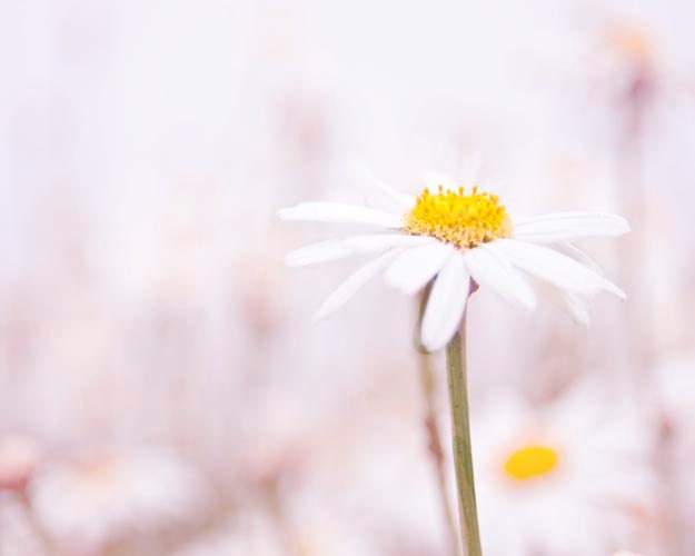 Daisy- Pale Wall Art, Floral, Springtime, Purple, Yellow, Easter, Garden Art, Soft, Flower Wall Decor, 8x10 Photograph