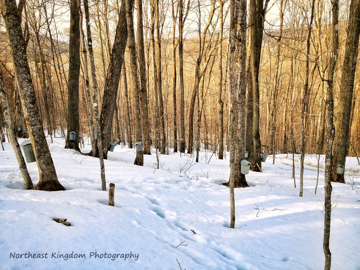 The Sap is Running - Buckets on Sugar Maples  8 x 12 Print