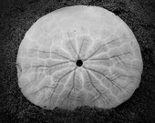 BEACH CURRENCY 4x4 Art Photo Print of Sand Dollar