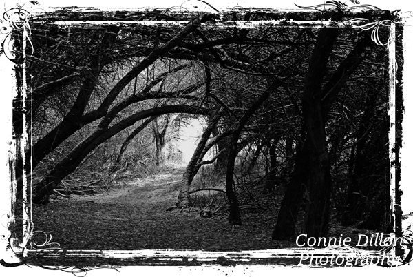 fog - mist - landscape - mysterious - moody - cliffs - fine art photography - Rock Rims and Fog: 8.5 x 11 Photograph