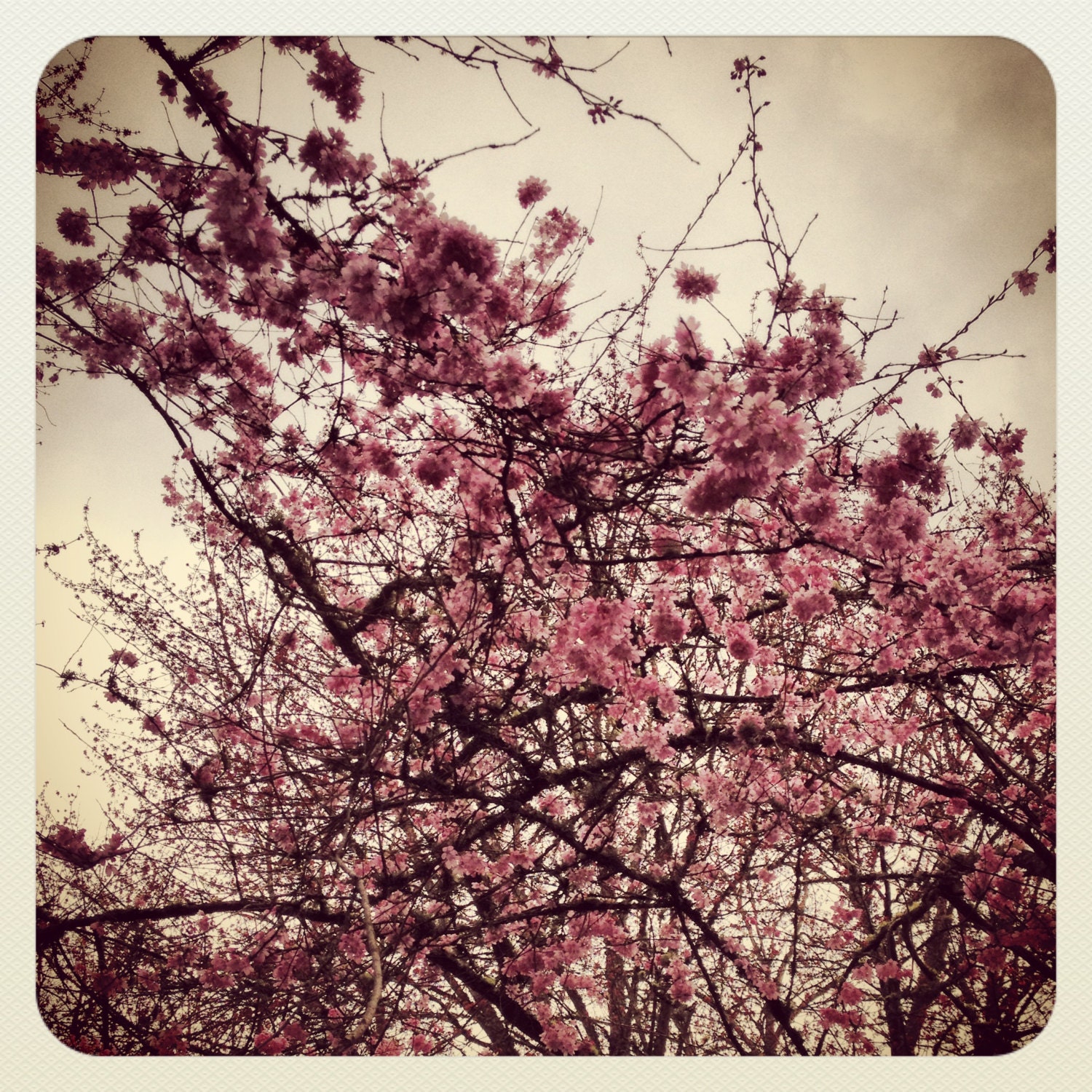 Vintage Spring 16x20 Photo by Kate Sexson FREE Shipping in USA