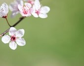 Garden Photograph Flower Photograph  Macro Photograph pink  blooming tree green Spring wall art  4x6 Fine Art Photography Print