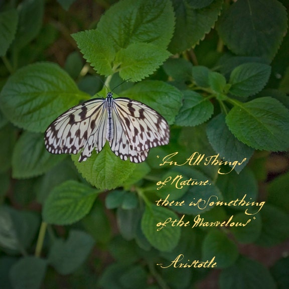 Gift of Inspiration - Butterfly photo - Love of Nature - Aristotle - Fine art photograph - Praise - emerald green, black white, gold