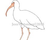 White Ibis Watercolor Illustration
