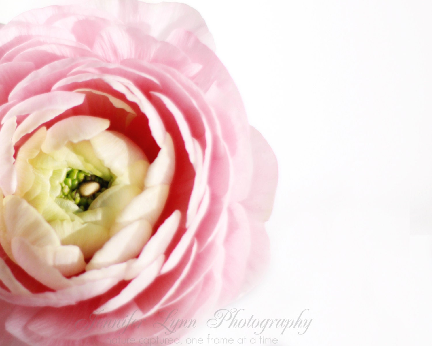 flower photography pink mint green white yellow spring ranunculus  / 16x20 Fine Art Photograph / Ranunculus n.4