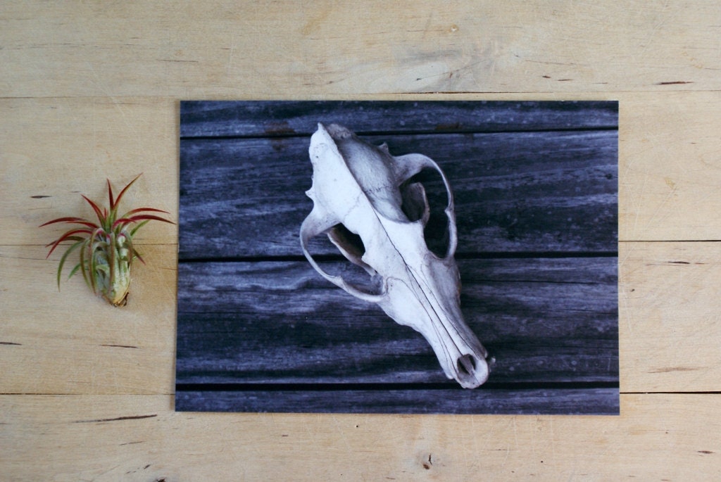 Coyote Skull 5x7 Archival Quality Print Nature Photograph - subtleacts