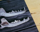 Coyote Jaw and Teeth 5x7 Archival Quality Print Nature Photograph