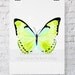 Watercolor Print Butterfly in Green 11x14 - Green Butterfly Art Print by Kerri Shipp - Butterfly Print - Papillon Series