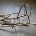 Hawthorn Spines, Spikes, Thorns, Needles on Branches