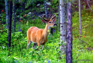 NOTE CARD, digital, deer, whitetail buck, cards,deer decor, Ellen Strope, castteam, cabin decor, rustic decor, photos,photography