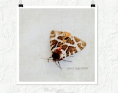 Great tiger moth photography, insect photograph, nature study, fine art print