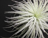 Tillandsia tectorum // Air Plant // Terrarium