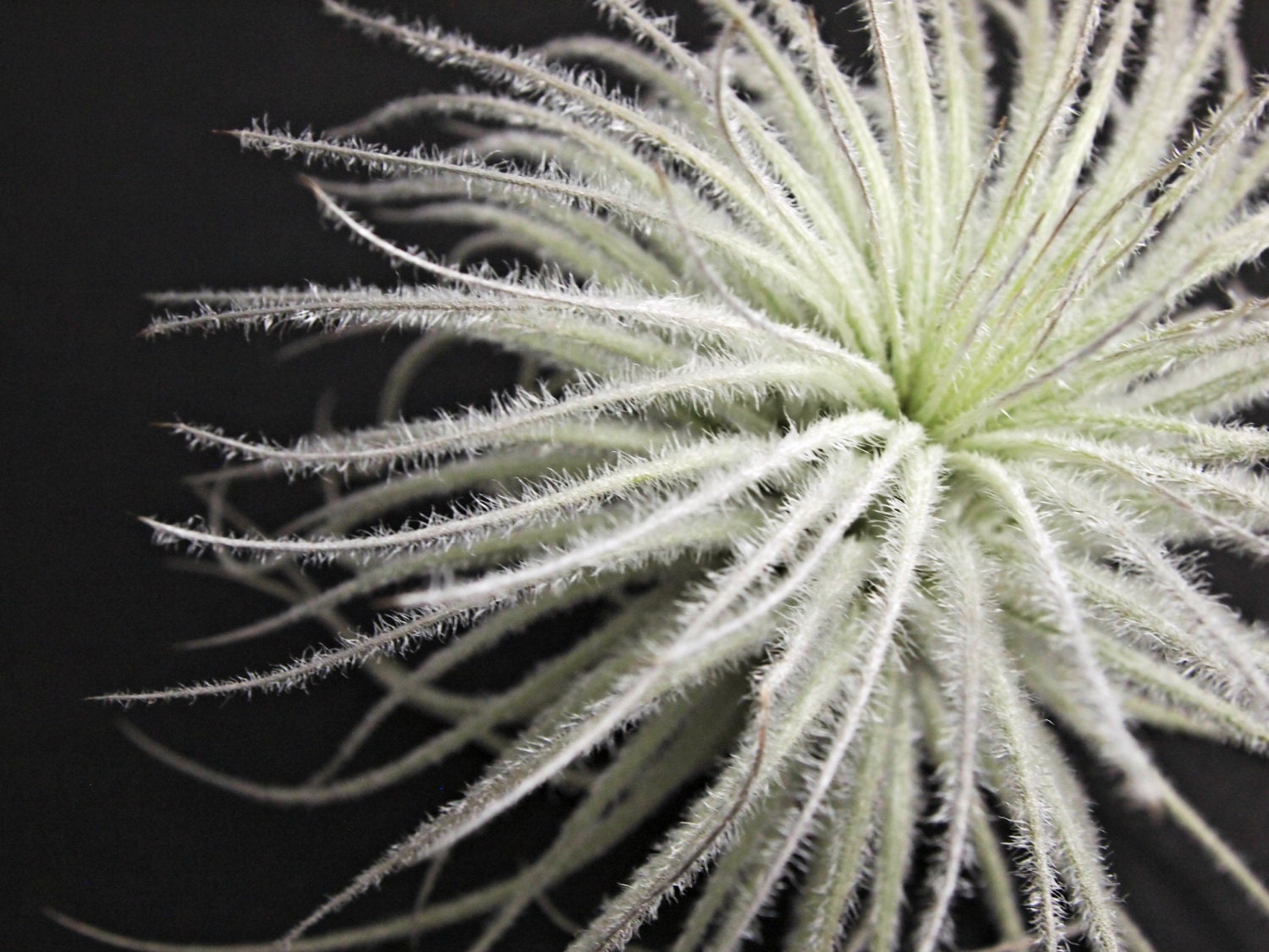 Tillandsia tectorum // Air Plant // Terrarium