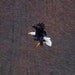 Fine Art Photography, Wildlife Nature Print 8 X 10, Bald Eagle,