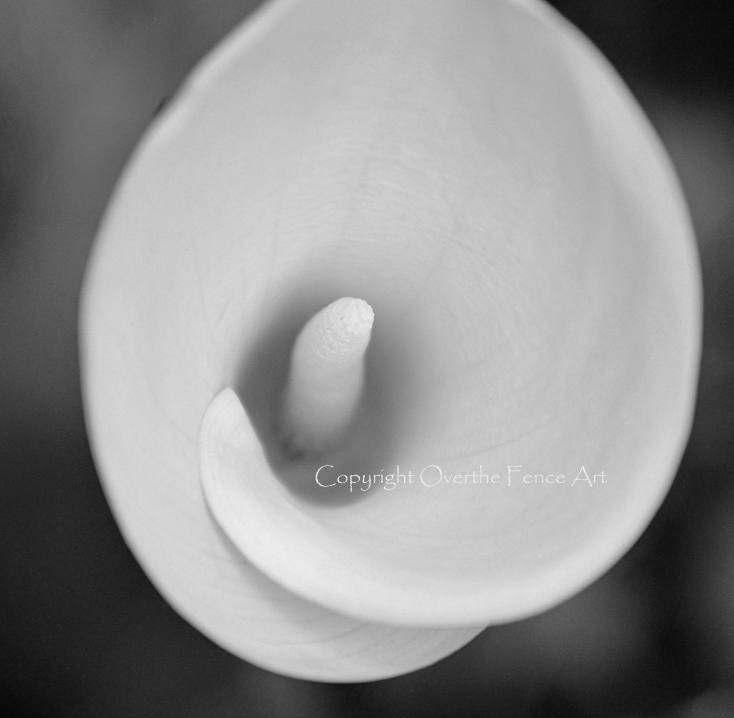 Flower Photography Calla Lily in Black and White Wall Art Home Decor Greeting Card