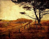 Dreamy nature photo print, rustic landscape, Norwegian pine, travel photography