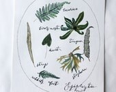 Epiphytic Fern Study Original Watercolor & Gouache Art