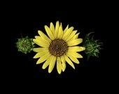 still life photography sunflower yellow black green photoscan
