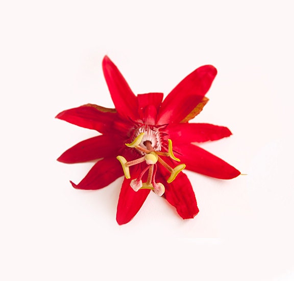 passion face photograph bright red minimal garden flower