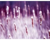 nature photography, landscape, still life, cattail, minimalist, pink, magenta, zen, dreamy, nursery decor,  kids, wall art, girls room 11x14