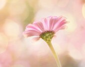 Flower Photography, Baby Girl Nursery Decor, Soft Feminine Pink Flowers, Picture of Pink Flower, Floral Decor, Pink Wall Art, 8x10 Print