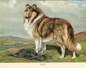 Collie Vintage Illustration - Edwin Megargee - 1940s Original Page