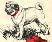 Pug Dog Illustration by Diana Thorne - 1940s original  - ready to frame