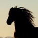 Andalusian Sunset Silhouette - Fine Art Horse Photograph