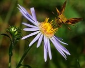 Nature Photography - Moth with Proboscis on Lavender Flower - Fine Art Print Lavender Amber Brown Yellow Green 6x6 Print
