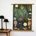 School Chart Vintage Botanical, Pine Tree, Pull Down Chart
