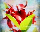 Red Dreams 8"x8" Flower Fine Art Wall Decor Photograph For Modern Cafe Bar Pub Hotel Restaurant Nursey Home Office