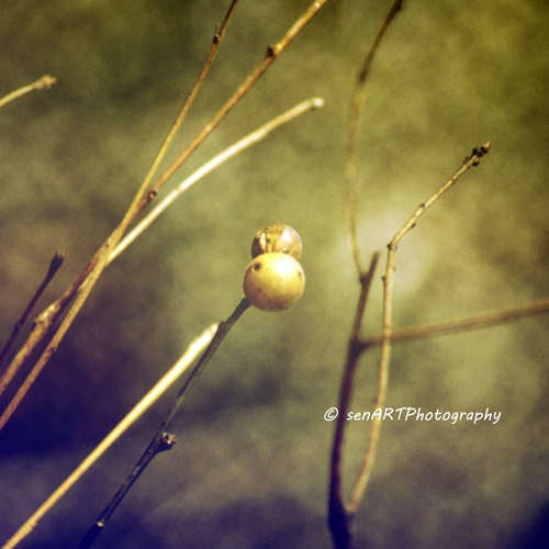 Dry Buds-01 8"x8" Autumn Fine Art Wall Decor Photograph For Modern Cafe Bar Pub Hotel Restaurant Nursey Home Office