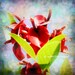 Red Dreams 8"x8" Flower Fine Art Wall Decor Photograph For Modern Cafe Bar Pub Hotel Restaurant Nursey Home Office