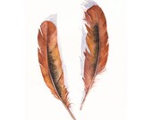 Feathers Brown F090 Feather painting- print of watercolor painting A4 print