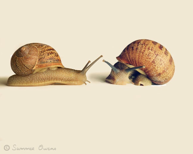 Garden Decor - Snail Art - Animal Photography - Snail Love - 8x10 Fine Art Photo