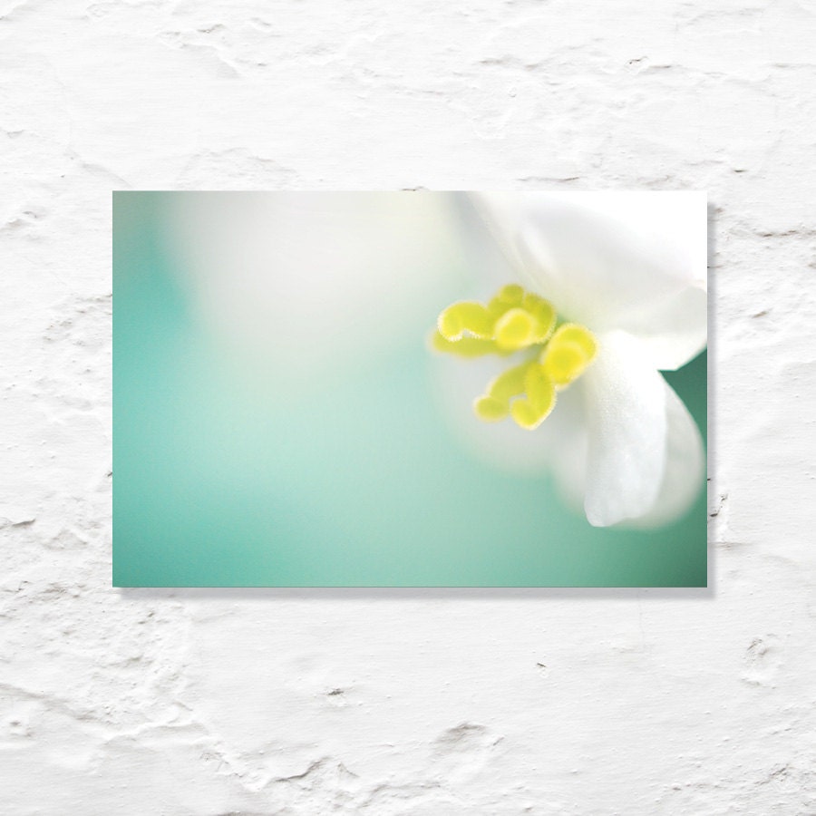 flower photograph begonia fine art photo floral nature macro pastel aqua blue yellow wall decor
