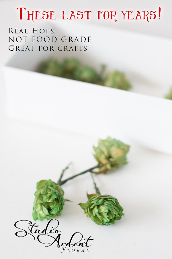DIY Hops boutonnieres QTY 20 wired hops cones