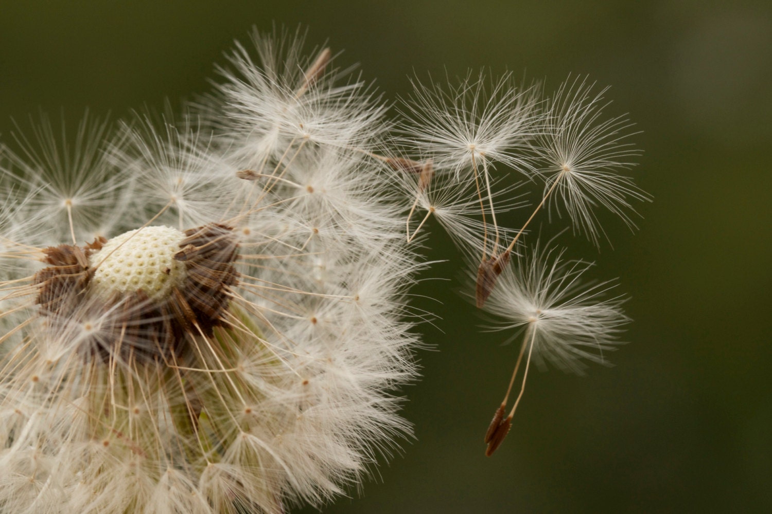 Nature Photography - Dandelion - Summer - Spring - Delicate - Fine Art Photograph - White - Green - Beige - 6X9