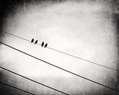 Black and White BIrd on Wire Photography - dark grey gray minimal decor modern wall print fine art photo - 8x10 Photograph, "Four of a Kind"